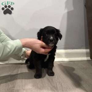 Wakanda, Border Collie Mix Puppy